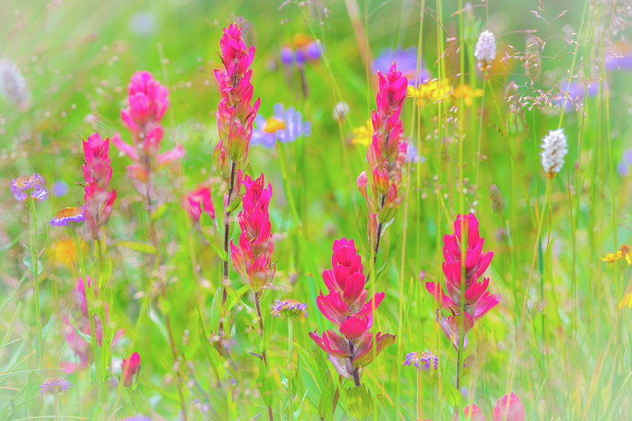Indian Paintbrushes #1 Photograph by Gary Kochel