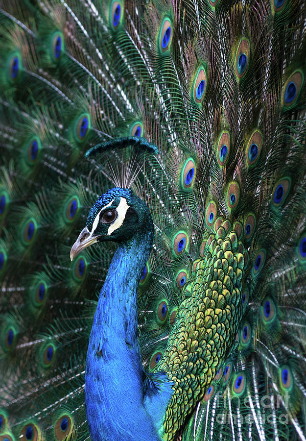 Indian Peacock with tail feathers up #1 Photograph by Andrew Michael