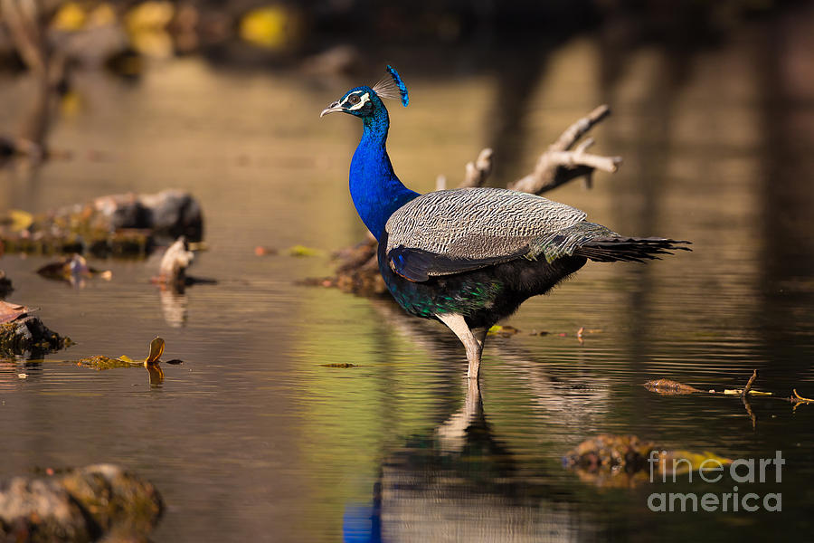 Indian Peafowl, India #1 Photograph by B. G. Thomson