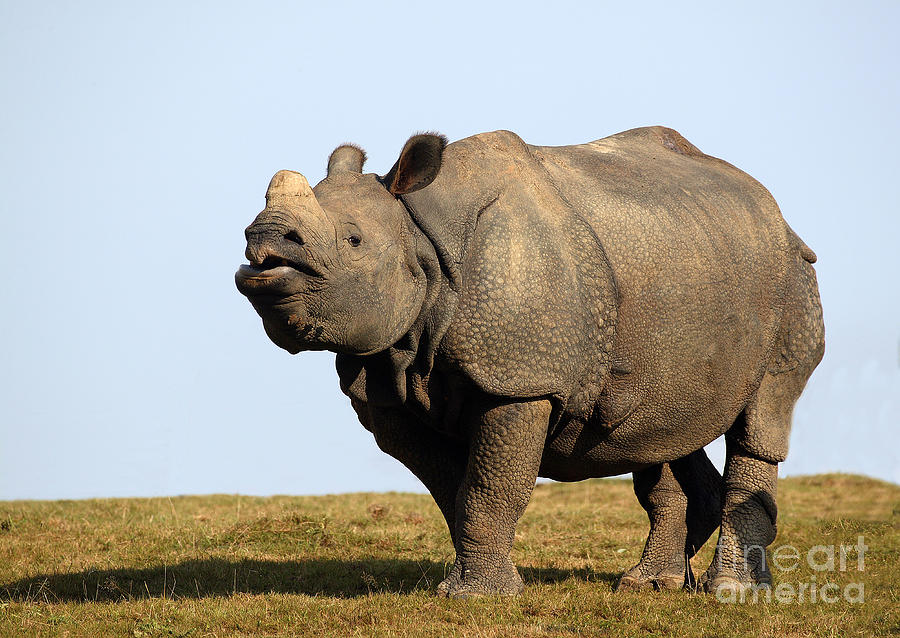 Animal Photograph - Indian Rhinoceros Rhinoceros Unicornis #1 by Gerard Lacz