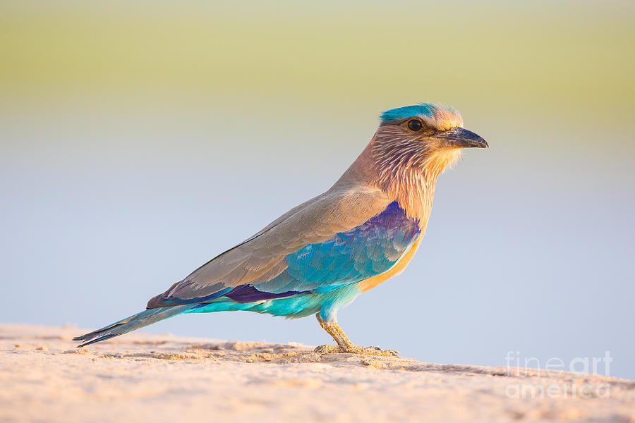 Indian Roller #1 Photograph by B. G. Thomson