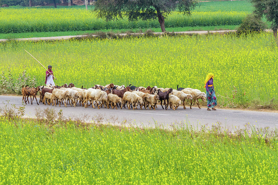 Animal Photograph - Indian villagers herding sheep. #1 by Nila Newsom