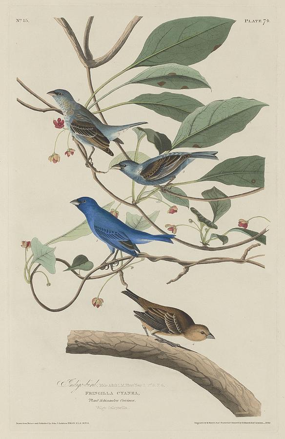 John James Audubon Drawing - Indigo Bird #1 by Dreyer Wildlife Print Collections 