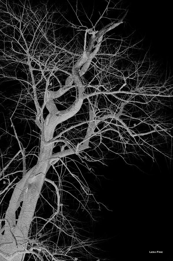 Infared Tree Art Twisted Branches BW Photograph by Lesa Fine