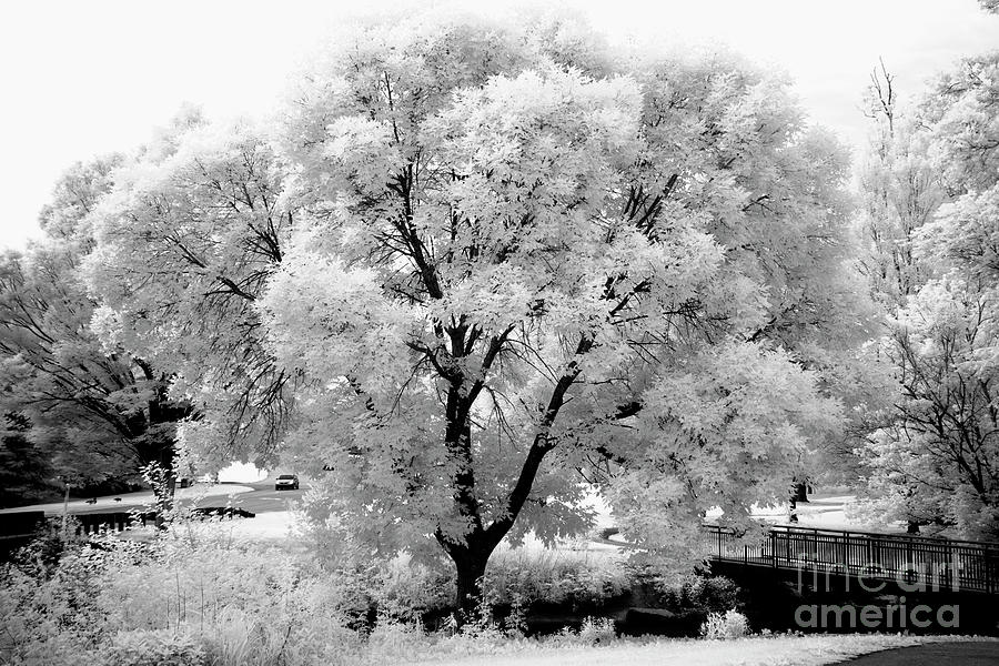 Infrared Tree #1 Photograph by FineArtRoyal Joshua Mimbs