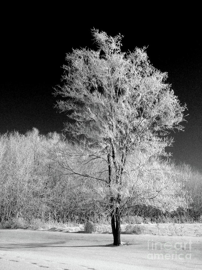 Infrared winter #2 Photograph by David Bearden