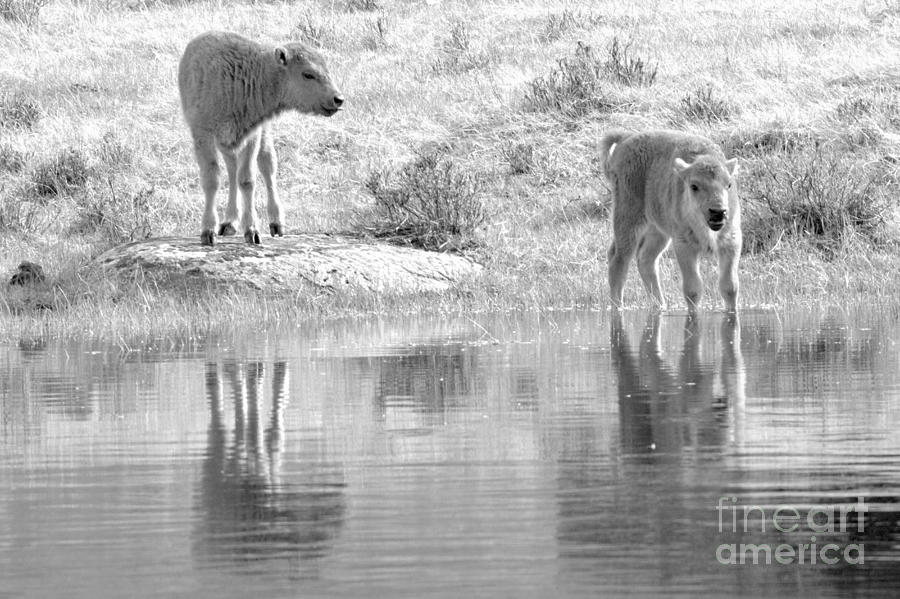Innocence On The Water Black And White #1 Photograph by Adam Jewell