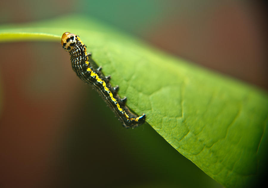 Nature Photograph - Insect Larva 2 #1 by Douglas Barnett