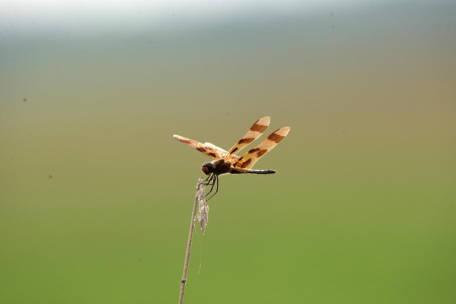 Insect Photograph