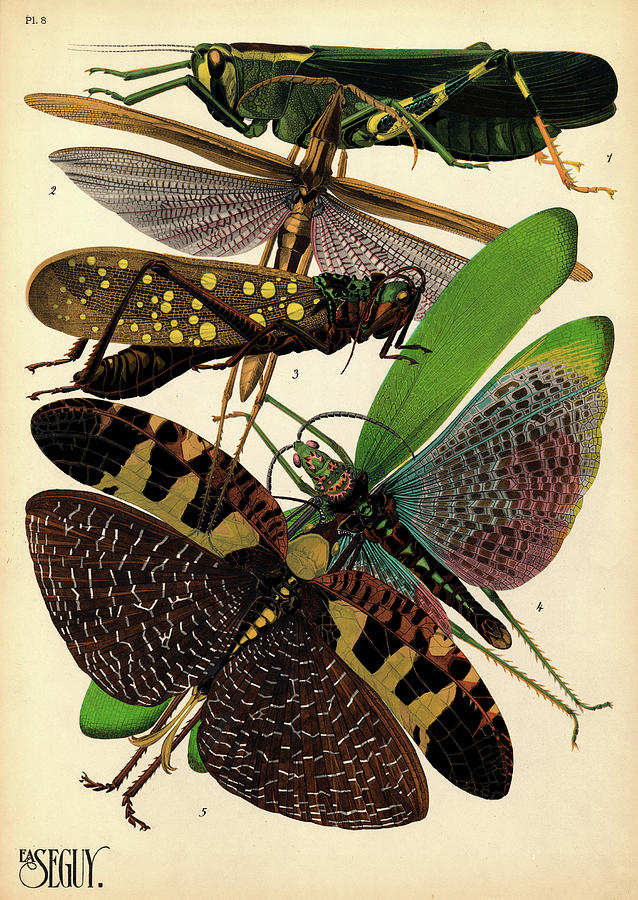 Insects Painting - Insects, Plate-8 by Painter of the 19th century