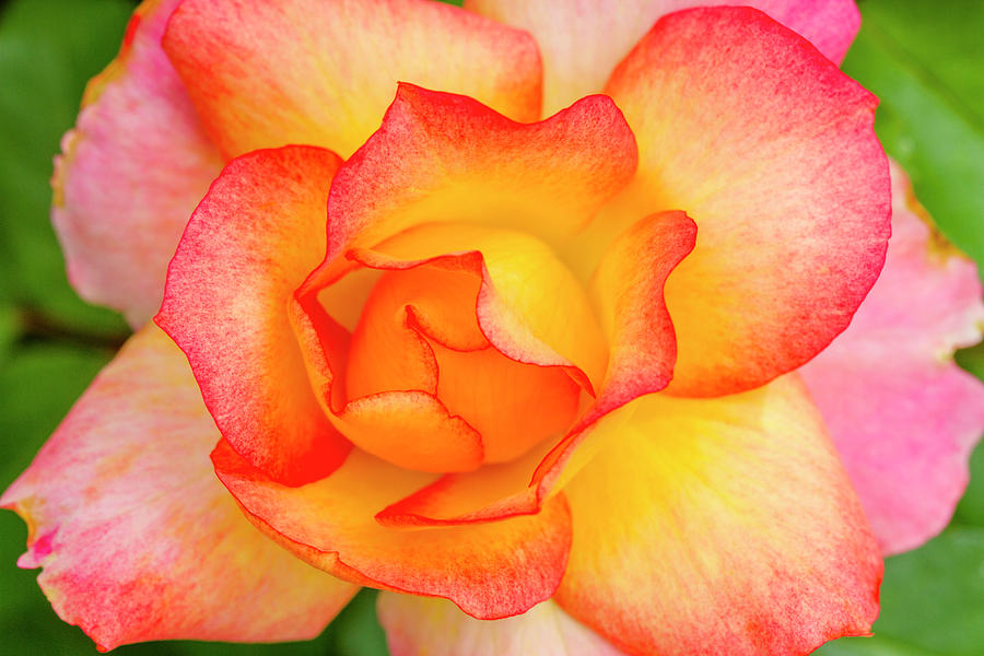 Inside a Pink and Yellow Rose #1 Photograph by Teri Virbickis
