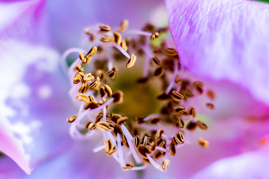 Inside the Flower #1 Photograph by Jay Stockhaus
