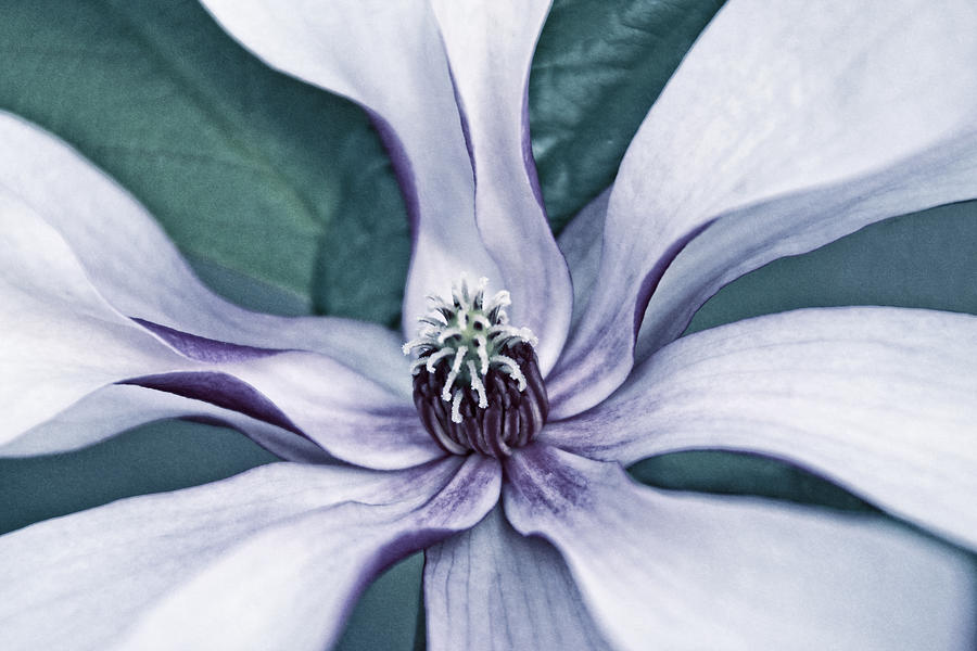 Intimate Bloom #1 Photograph by Leda Robertson