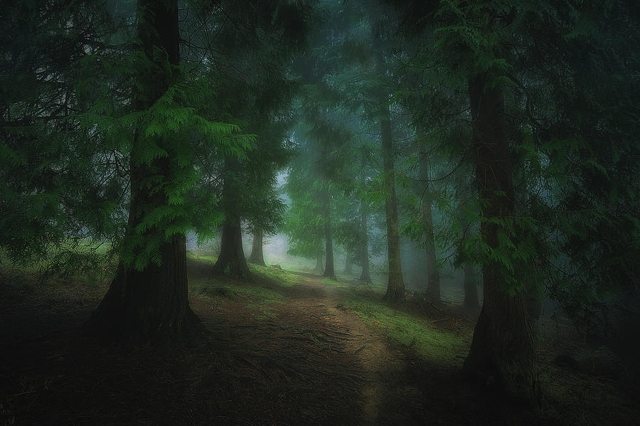 Into the forest #1 Photograph by Mikel Martinez de Osaba