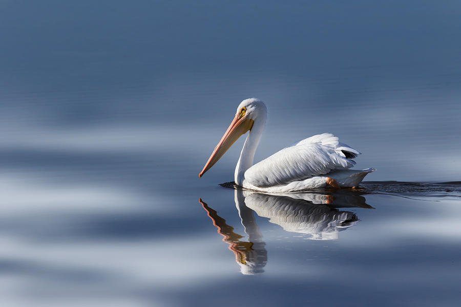 Pelican Photograph - Into The Light #2 by Kim Hojnacki