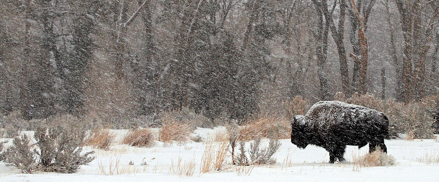 Buffalo Photograph - Into the Wind #1 by Sandy Sisti