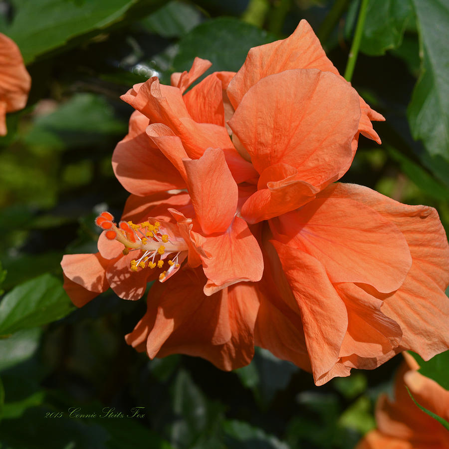 Intricate Beauty. Apricot Hibiscus Flower Square Photograph by Connie Fox