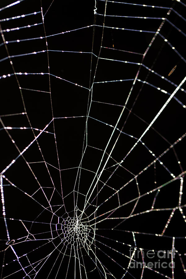 Intricate spider web  #1 Photograph by Alon Meir