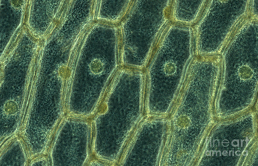 Onion Photograph - Iodine Stained Onion Cells #1 by Ted Kinsman