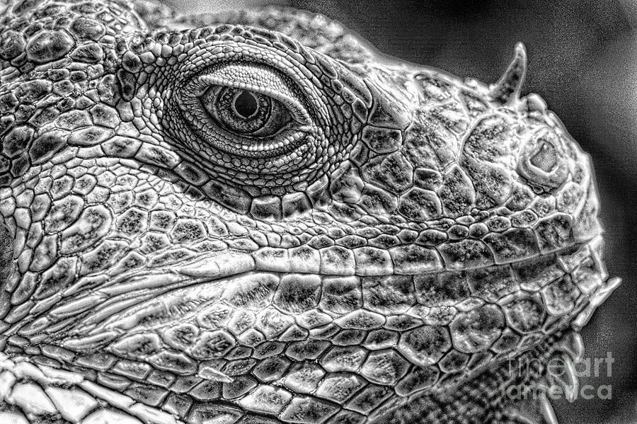 Iquana Lizard Photograph by Jim Corwin