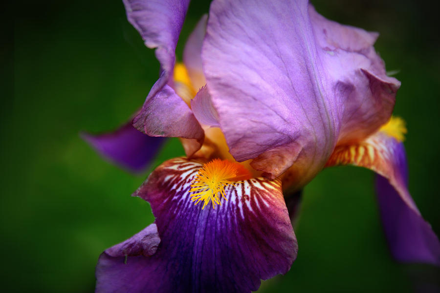 Iris Abstract #2 Photograph by Jessica Jenney
