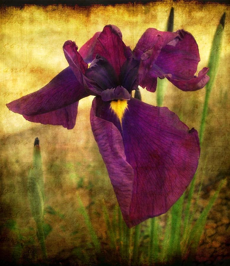 Iris Photograph - Iris #1 by Cathie Tyler