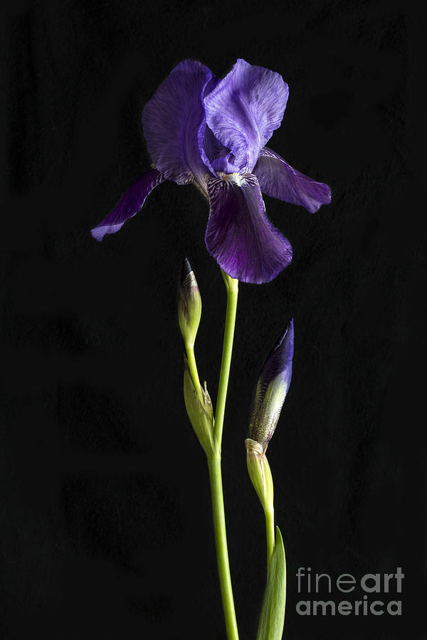 Iris #1 Photograph by Elena Nosyreva