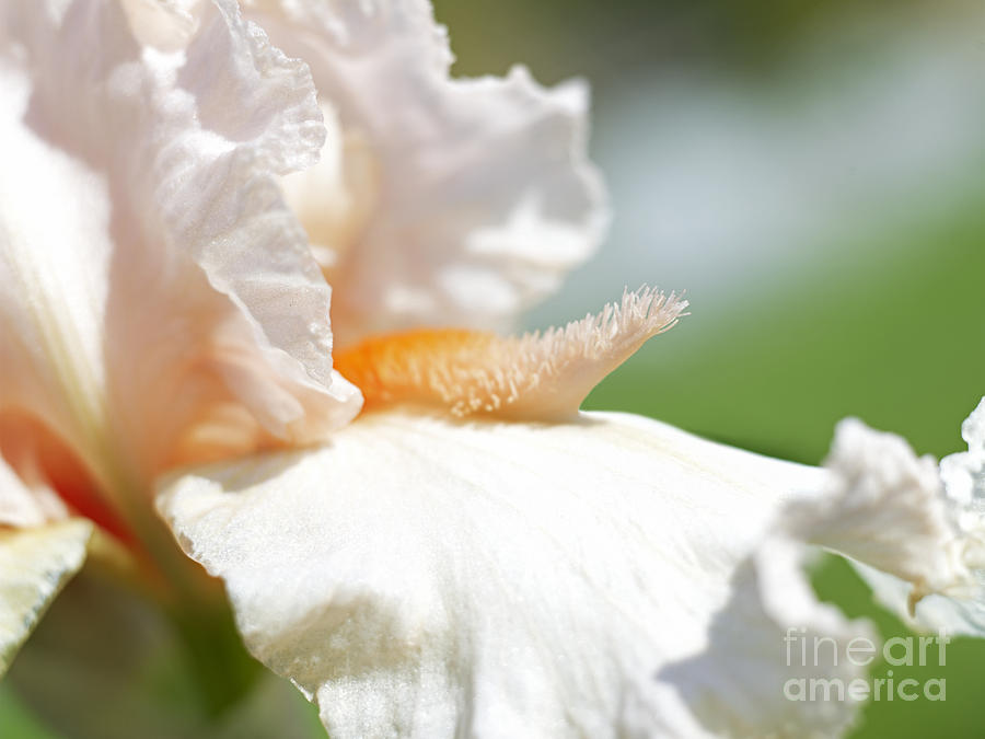 Iris Flowers #1 Photograph by Tony Cordoza