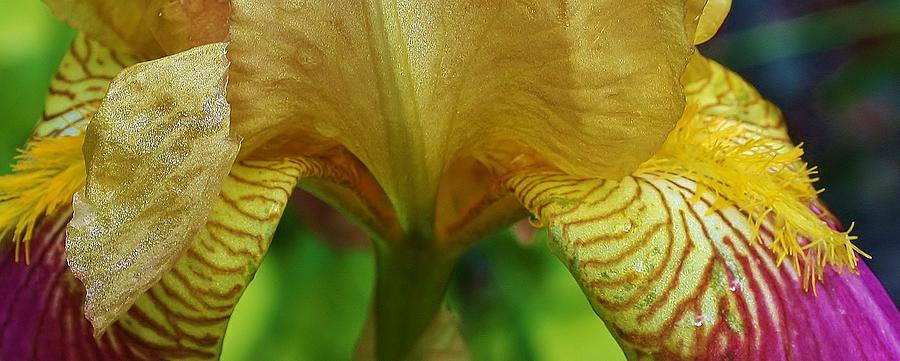 Iris macro #1 Photograph by Bruce Bley