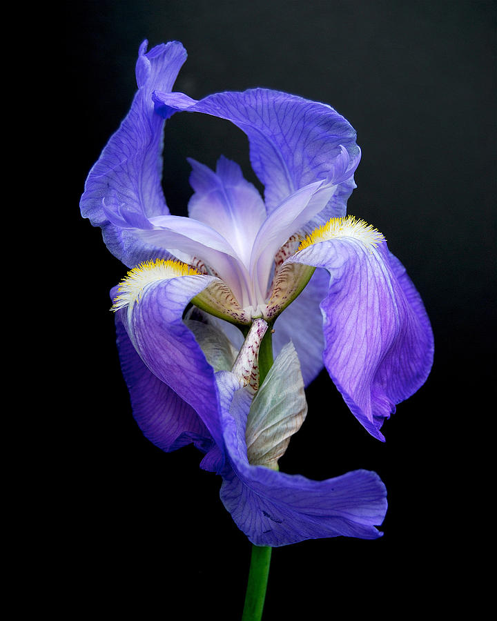 Iris #1 Photograph by Michael Peychich