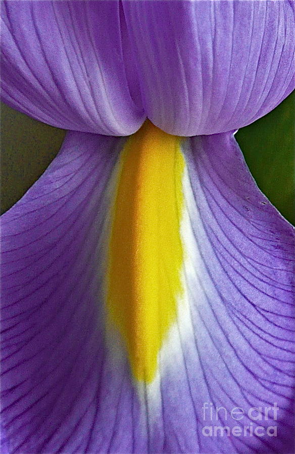 Nature Photograph - Iris #1 by Sean Griffin