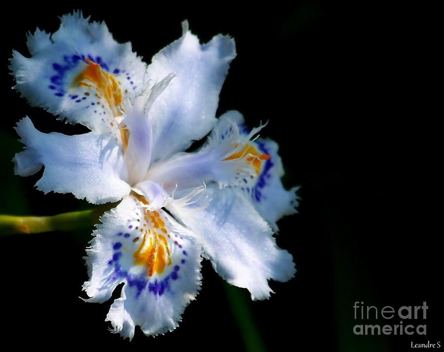 Iris Photograph - Iris #1 by Sylvie Leandre