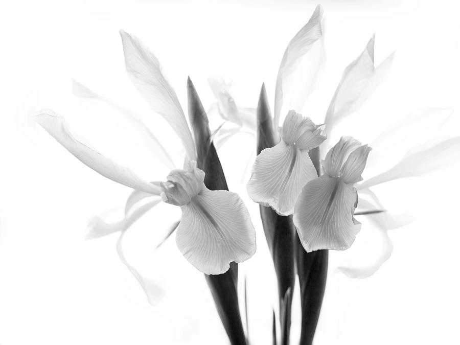 Iris Trio Black and White #1 Photograph by Rebecca Cozart