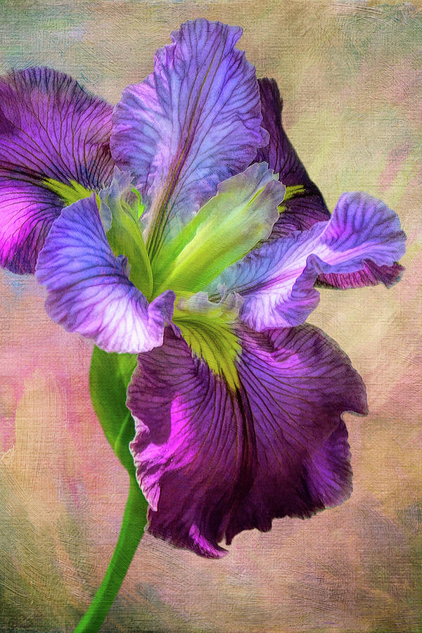 Iris018 Photograph by Isabela and Skender Cocoli - Fine Art America