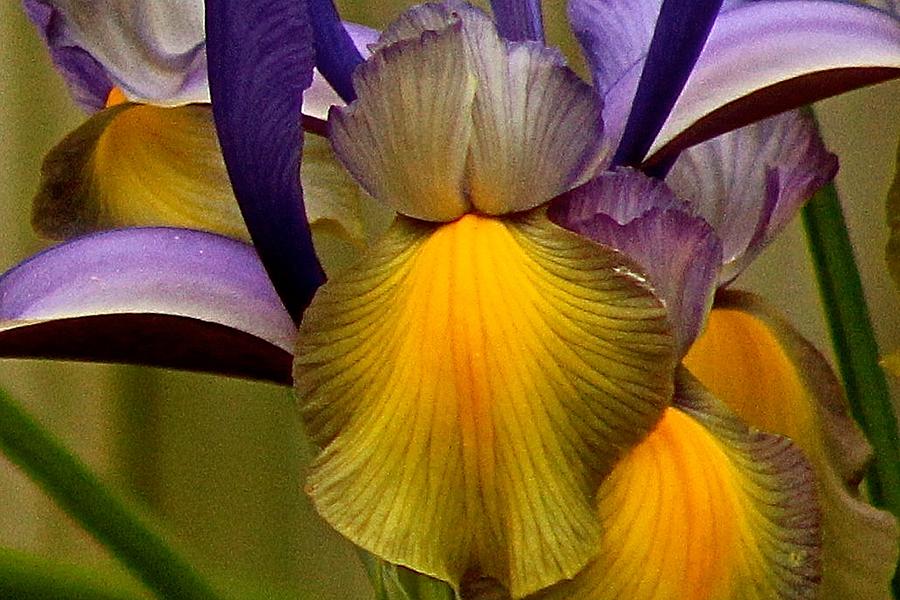 Irises 1 Photograph by Kevin Wheeler