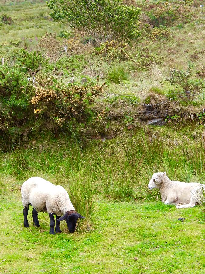 Irish Sheep Photograph by Sue Morris