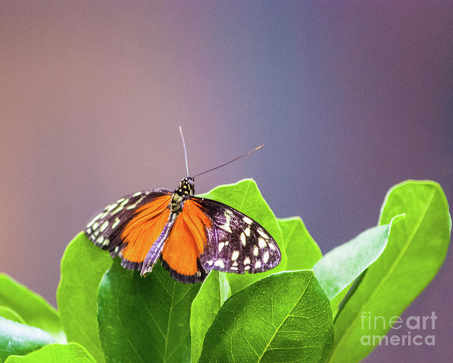 Butterfly Photograph - Isabellas Longwing Butterfly #1 by Cathie Moog