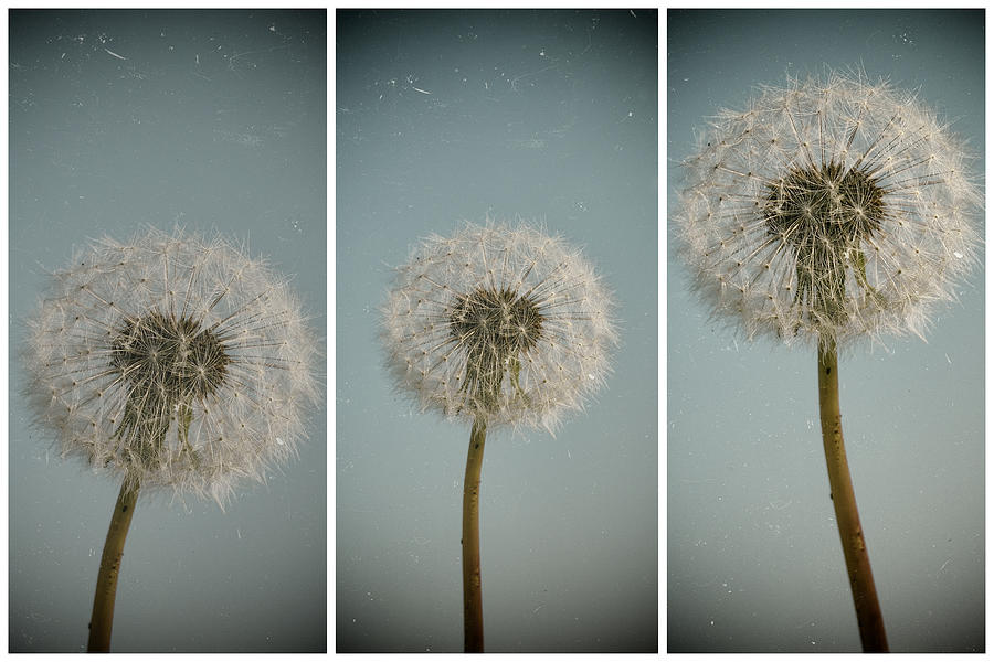 Isolated White Dandelion Against Blue Sky Photograph