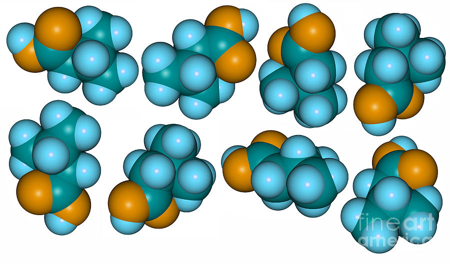 Isovaleric Acid Molecular Models #1 Photograph by Scimat