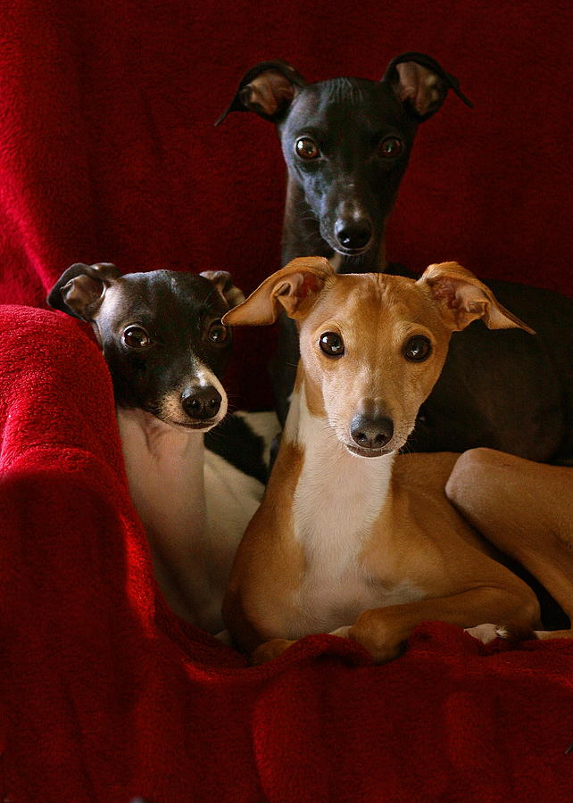 Italian Greyhound Brothers #2 Photograph by Angela Rath