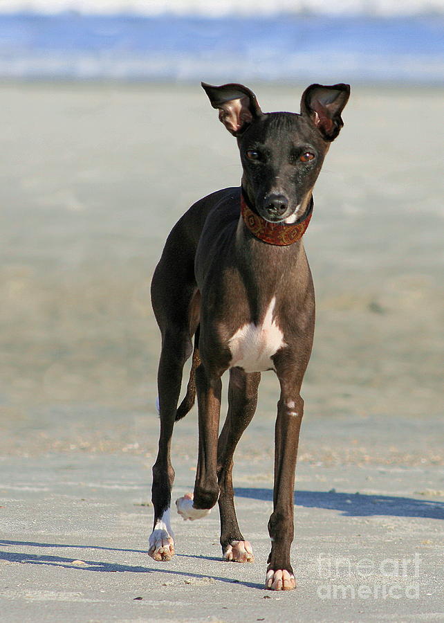 Italian Greyhound on the Beach #2 Photograph by Angela Rath
