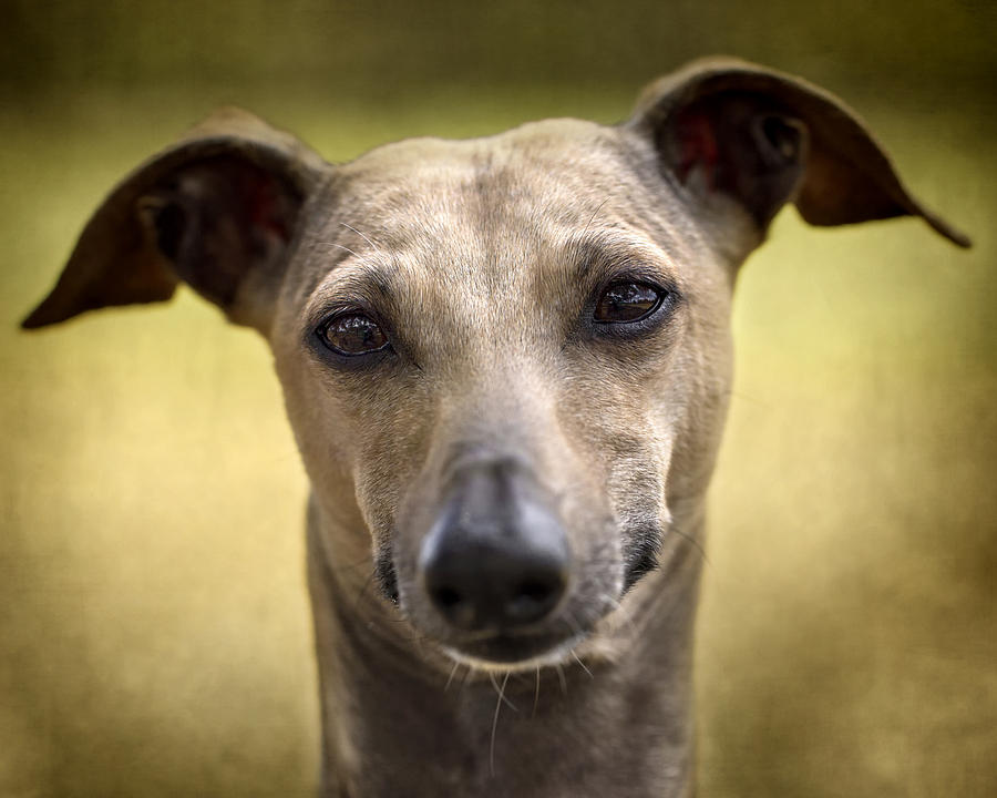 Italian Greyhound Portrait 2 Photograph by Wolf Shadow Photography