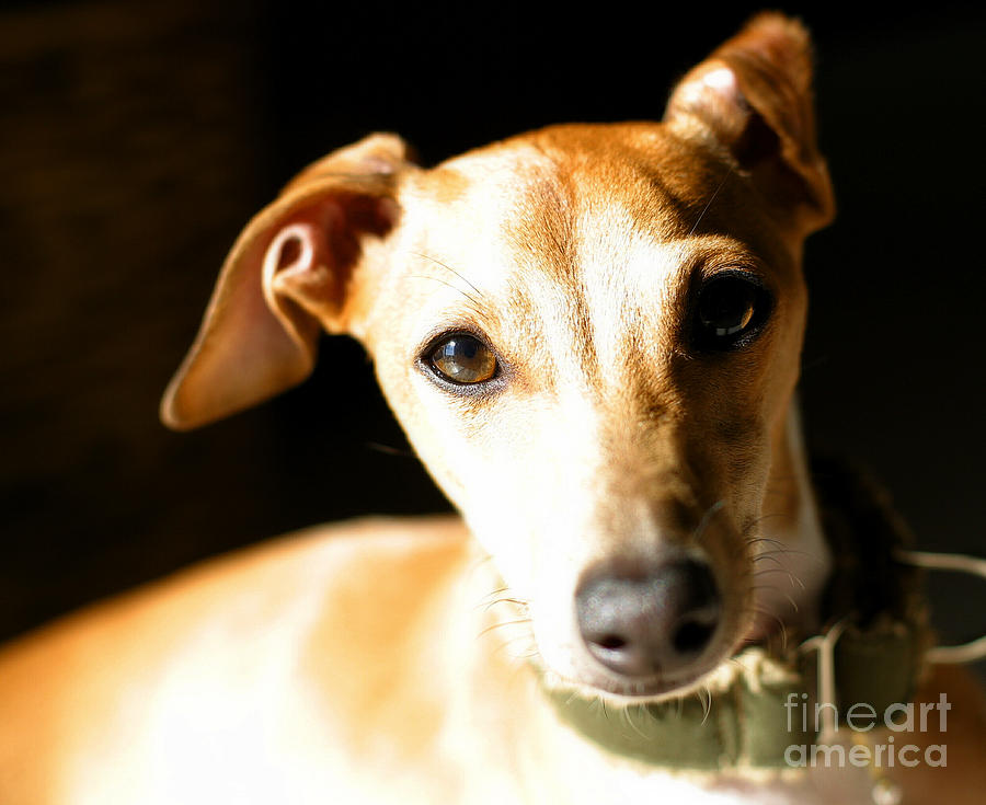 Italian Greyhound Portrait #1 Photograph by Angela Rath