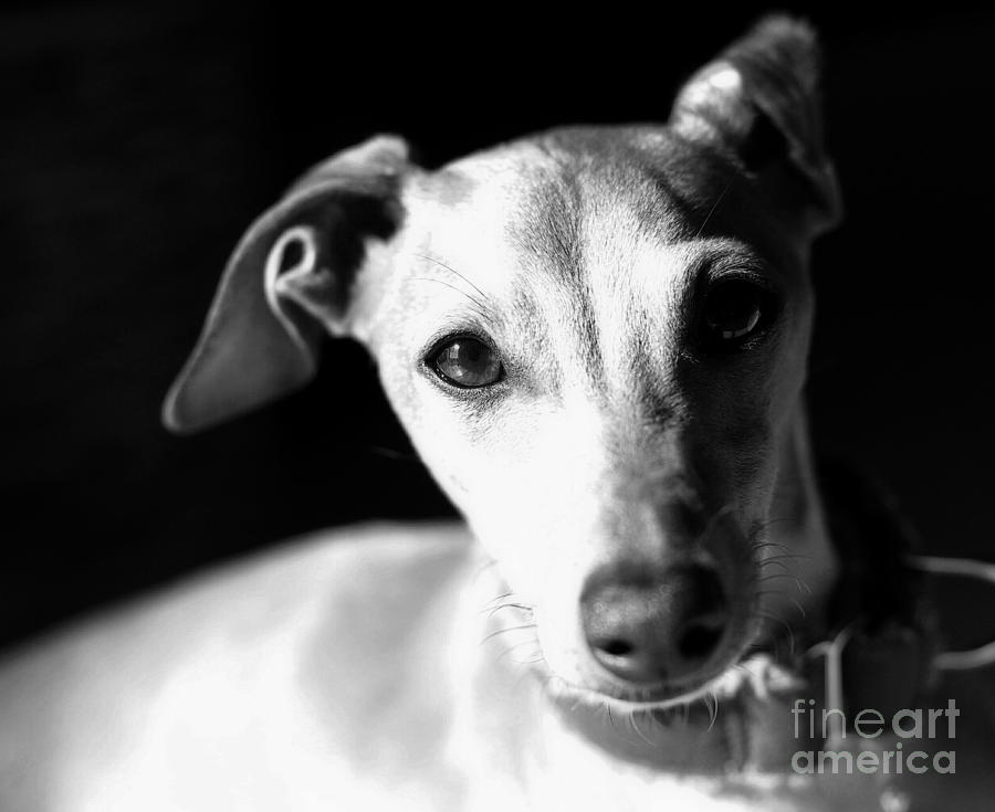 Italian Greyhound Portrait in Black and White #1 Photograph by Angela Rath