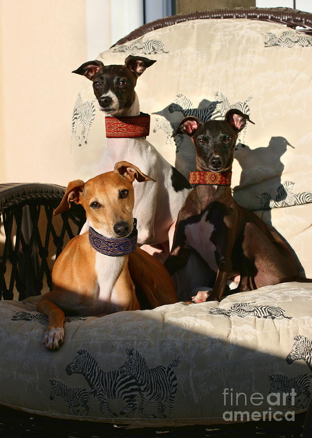 Italian Greyhounds #2 Photograph by Angela Rath
