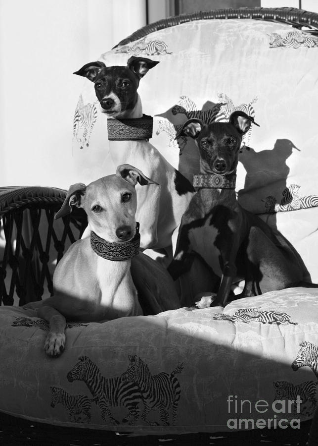 Italian Greyhounds in Black and White #2 Photograph by Angela Rath