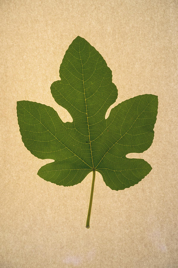 Italian Honey Fig Leaf #1 Photograph by Frank Wilson