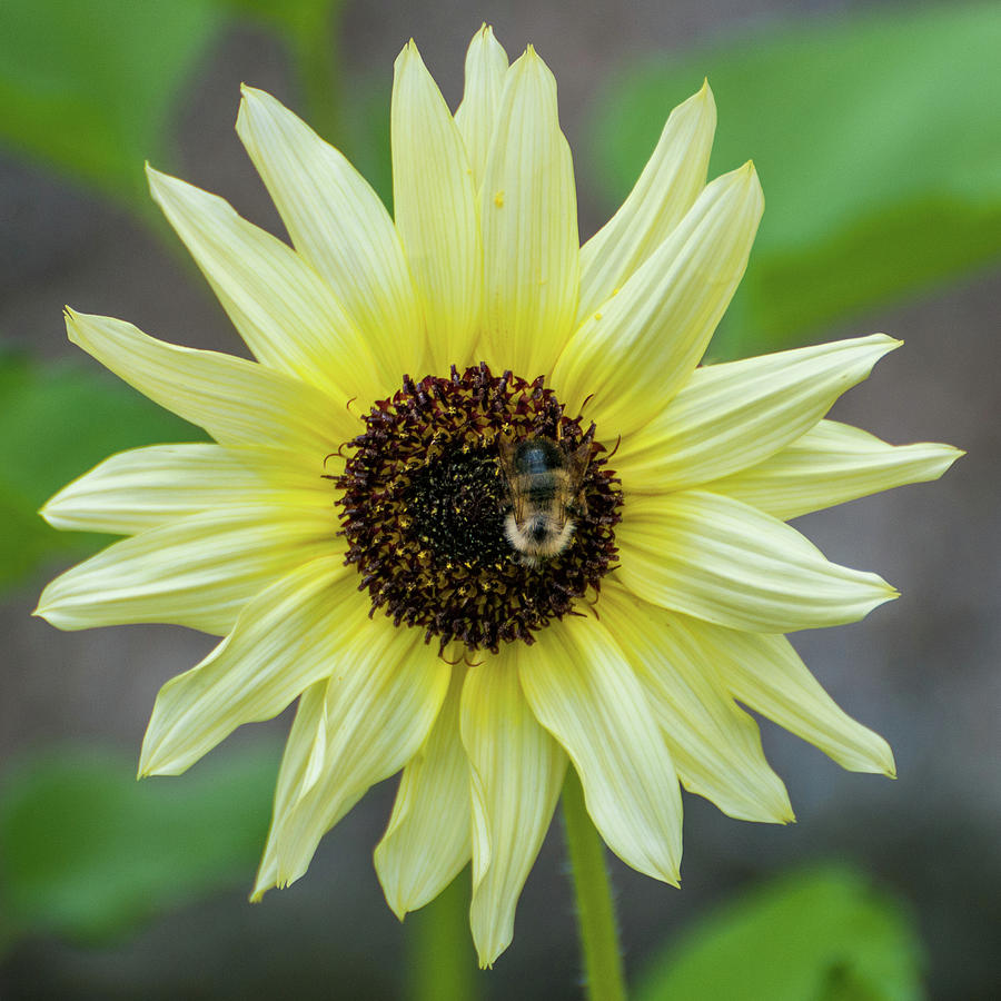 Italian Sunflower #1 Photograph by Brenda Jacobs