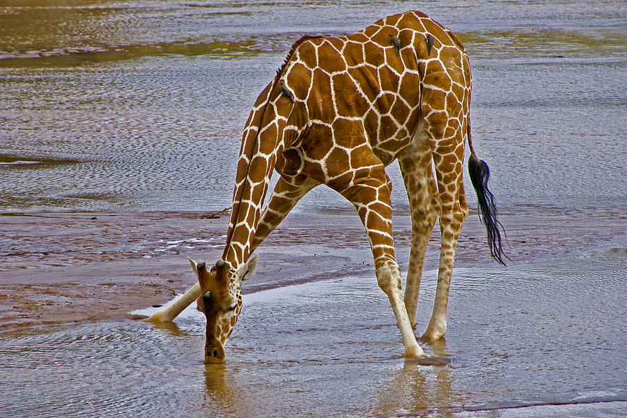 Giraffe Photograph - Its a Long Way Down #1 by Michele Burgess