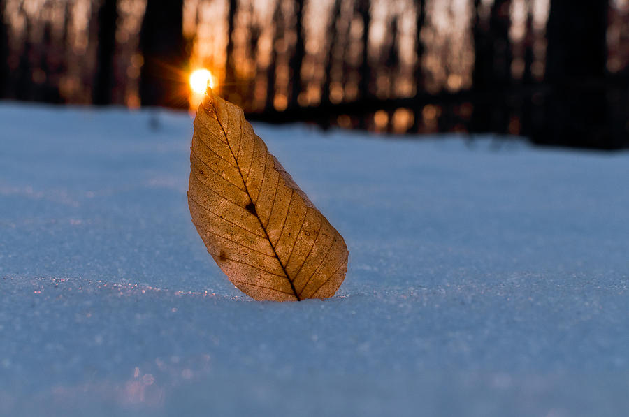 Winter Photograph - Its the Small Things #1 by Craig Szymanski
